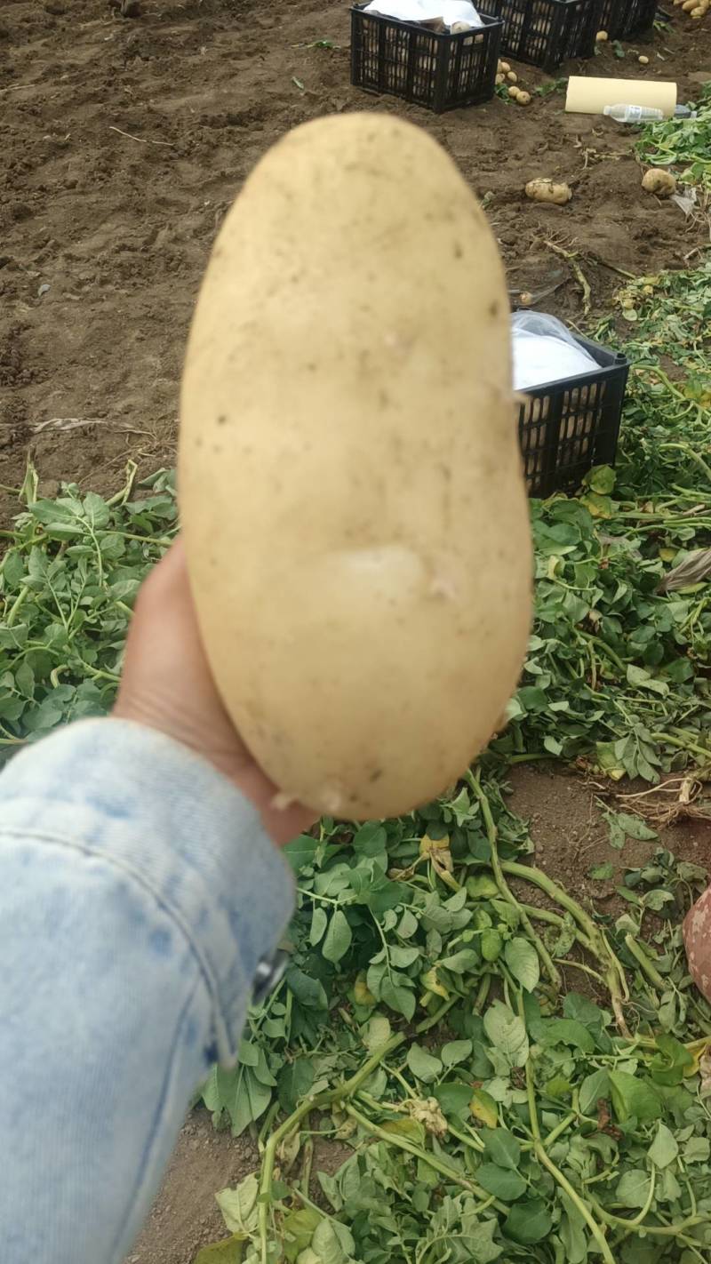 【推荐】精品黄心土豆玉田土豆基地货源品质保障