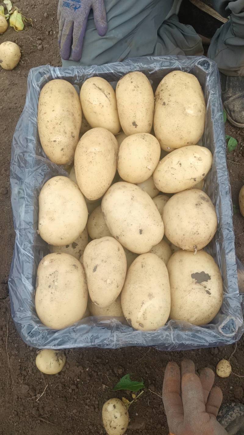 【推荐】精品黄心土豆玉田土豆基地货源品质保障