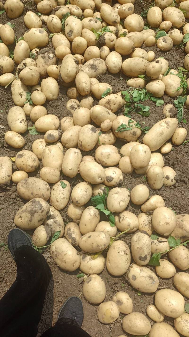 【推荐】精品黄心土豆玉田土豆基地货源品质保障