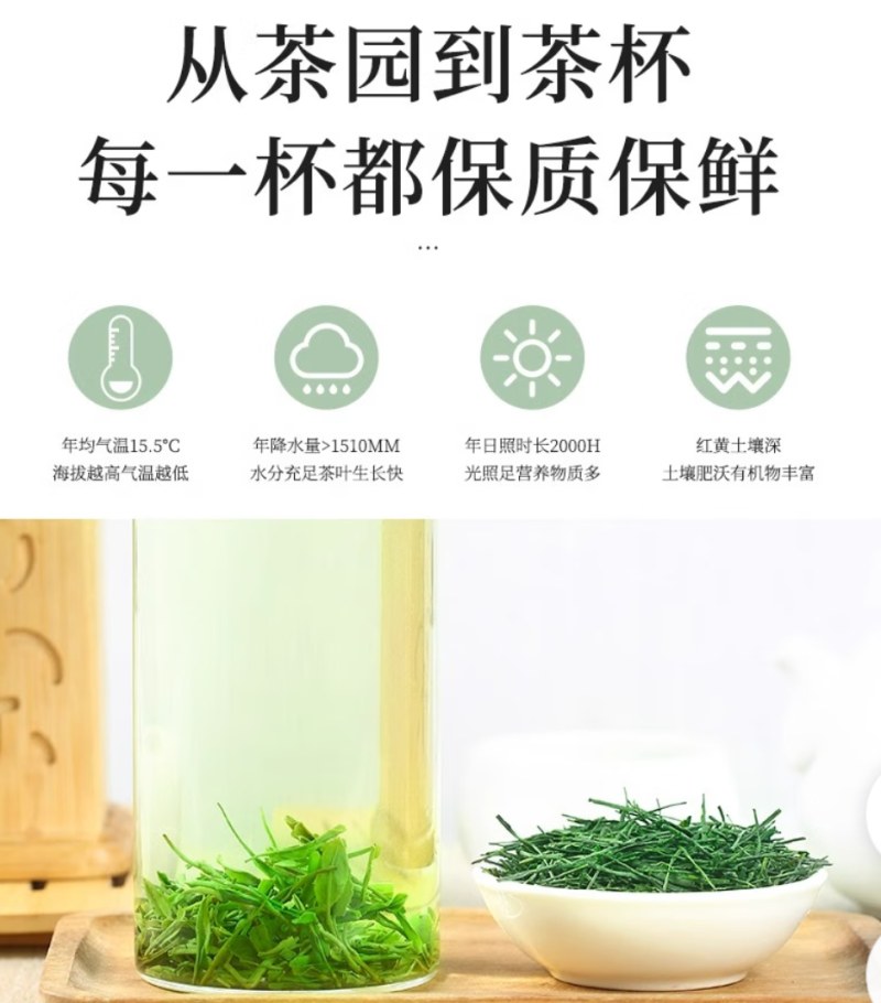 恩施2级玉露