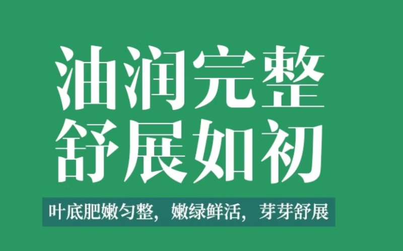 恩施2级玉露
