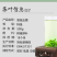 恩施2级玉露