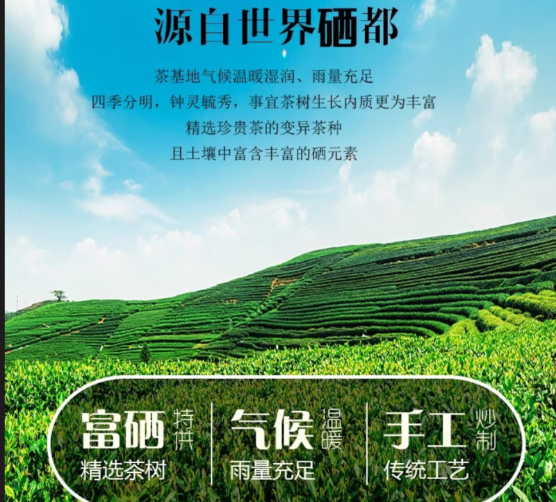 恩施2级玉露