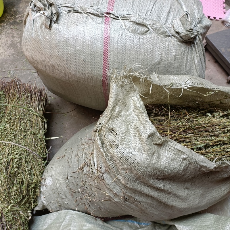 牛至草