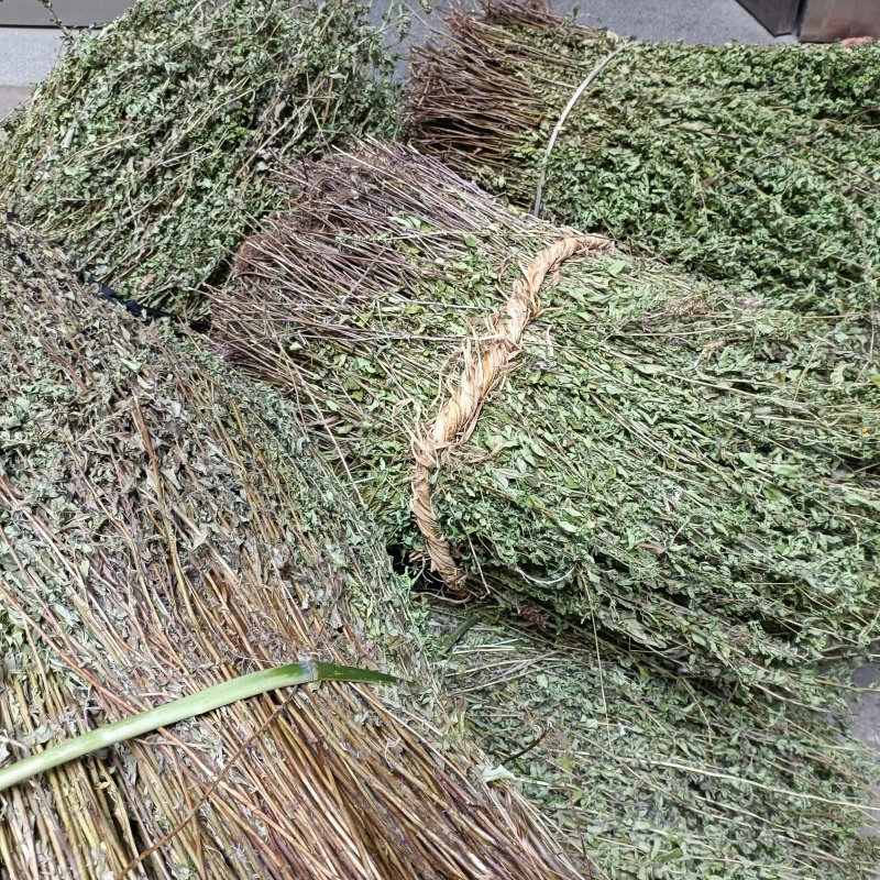 牛至草
