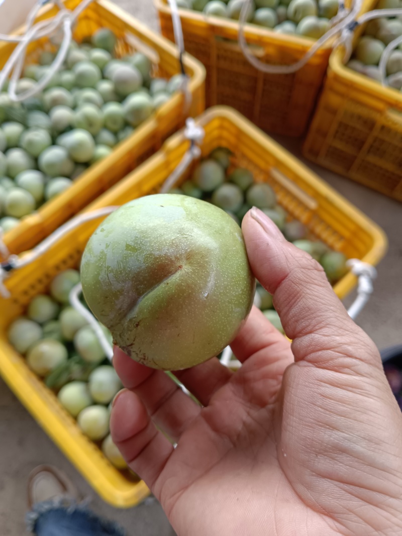苹果李口感清脆