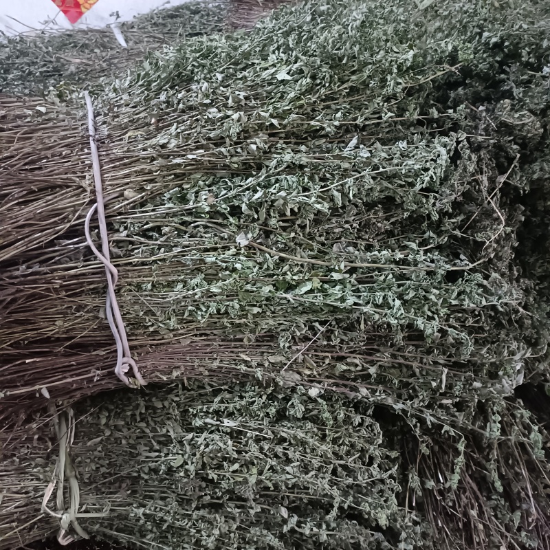 牛至草