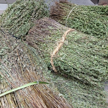 牛至草