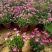 欧石竹