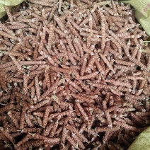 夏枯球今年新货