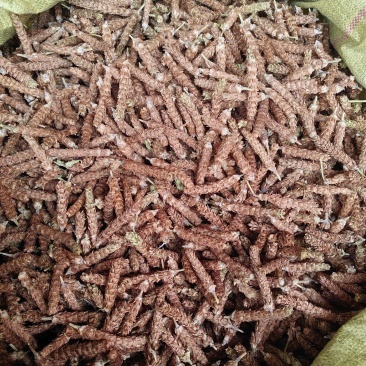 夏枯球今年新货
