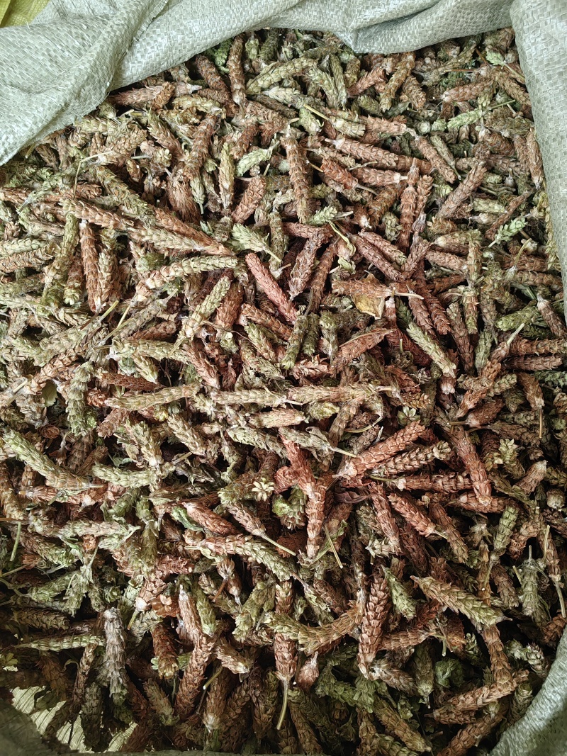 夏枯球今年新货