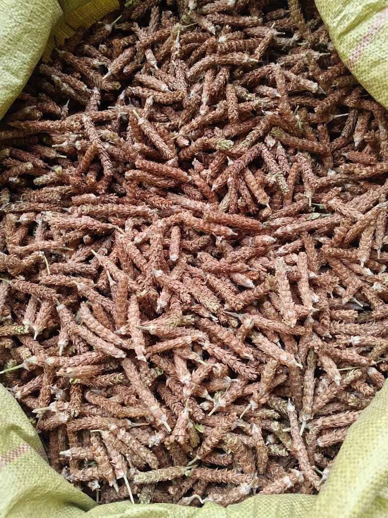 夏枯球今年新货