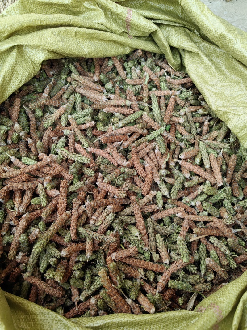 夏枯球今年新货