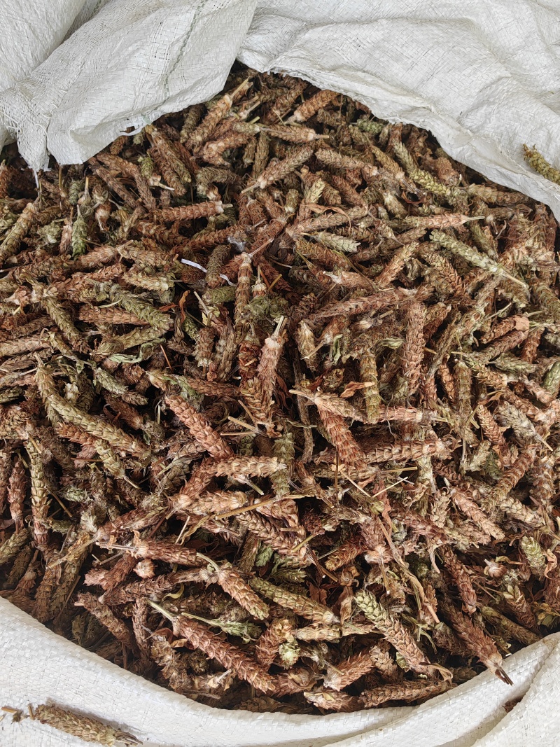 夏枯球今年新货