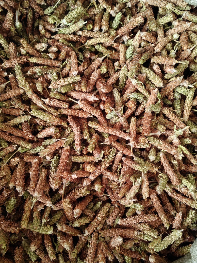 夏枯球今年新货