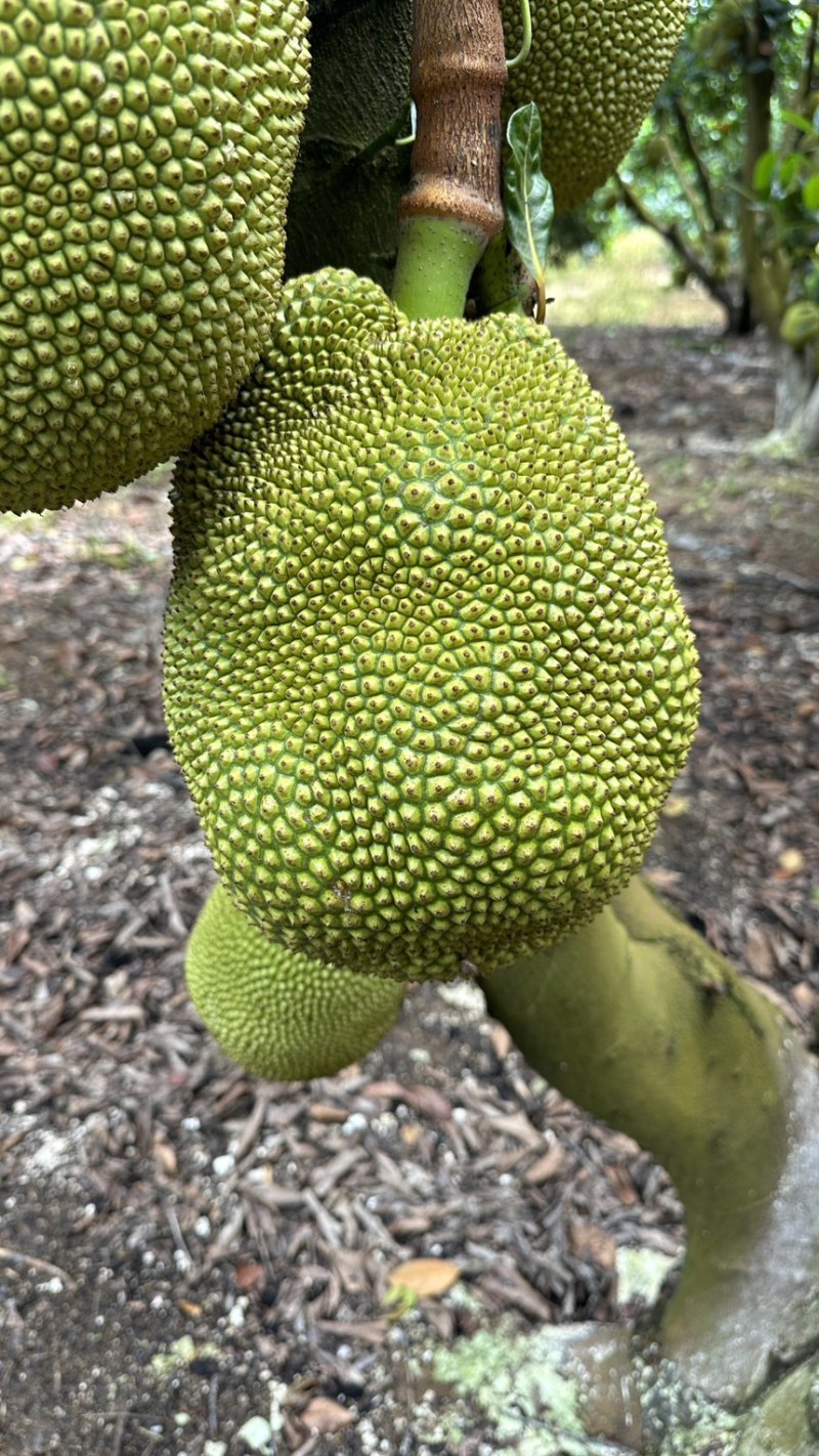 广东茂名无胶菠萝蜜月中开园，大量供应市场，电商，专业代办