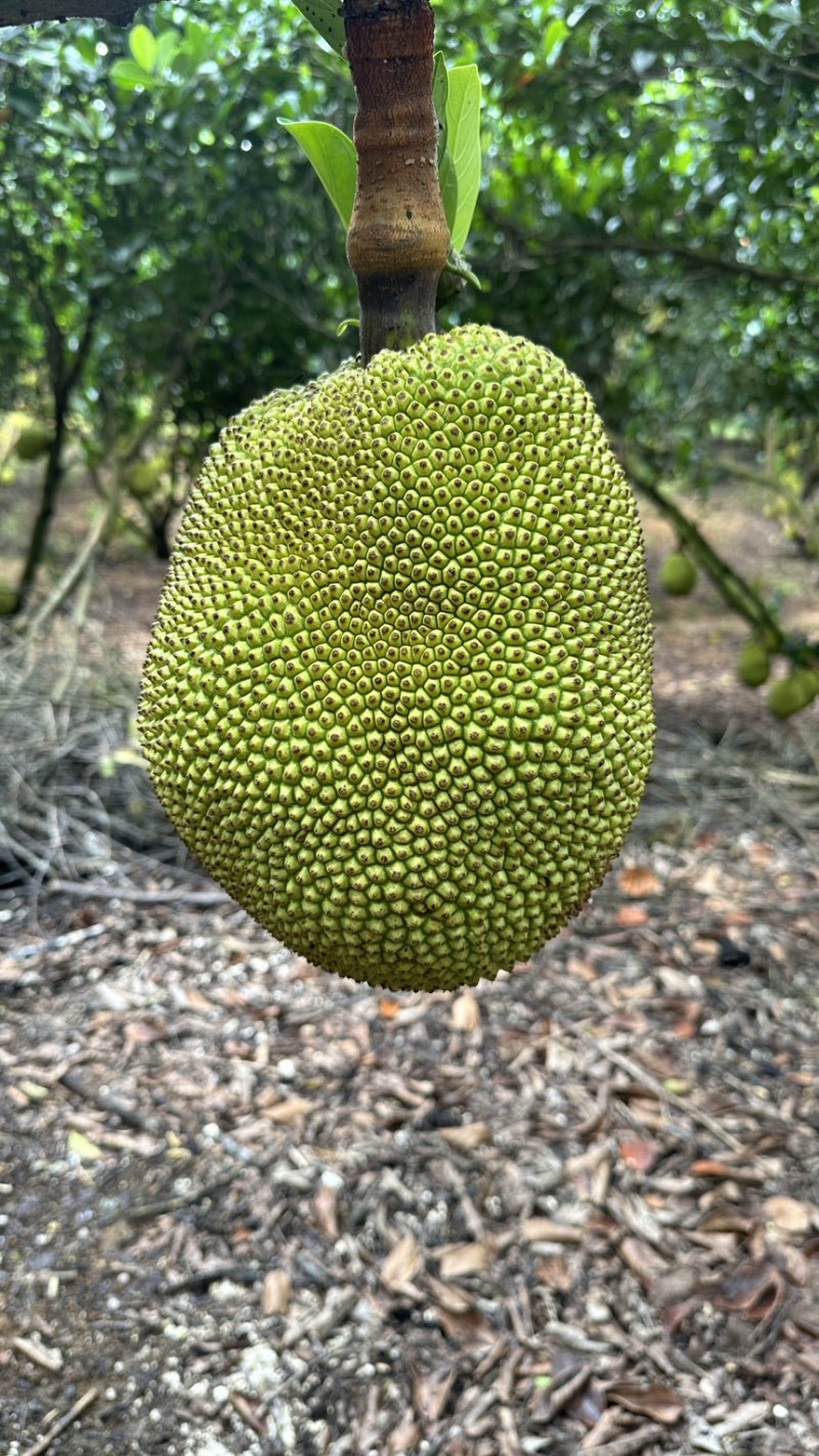 广东茂名无胶菠萝蜜月中开园，大量供应市场，电商，专业代办