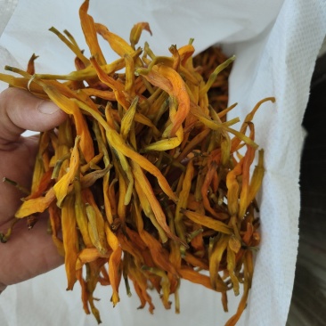 台湾黄花菜
