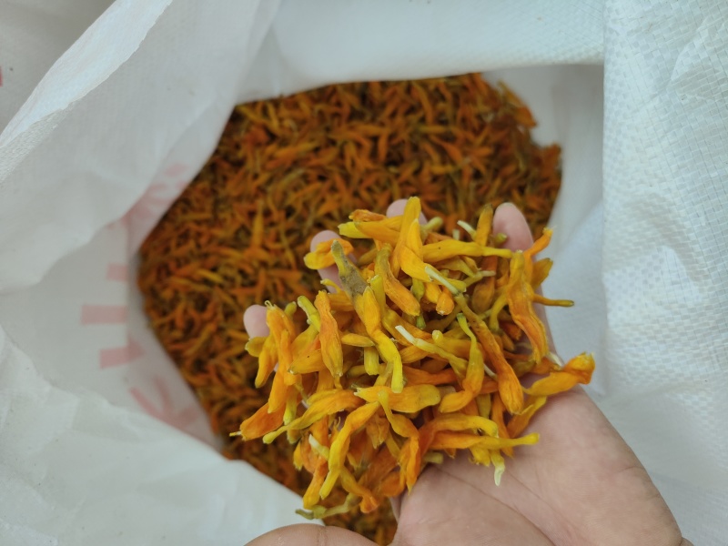 台湾黄花菜