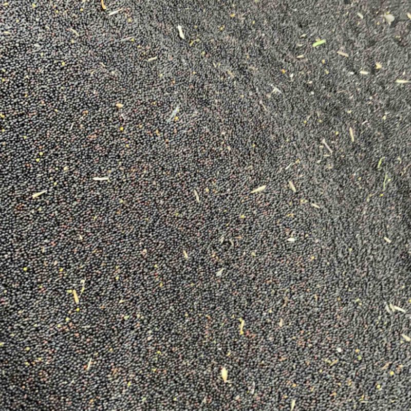 进口俄罗斯菜籽出售，含油率48.5，油色85
