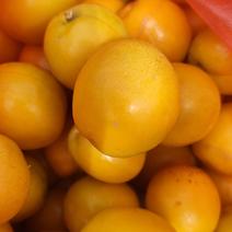 河北平山珍珠油杏，特甜，现摘现发，大量供应