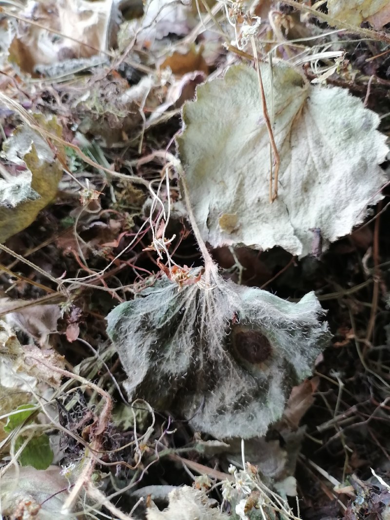 虎耳草鲜叶子哂干成品中药材！