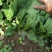 大叶菠菜