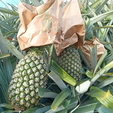 海南16号甜蜜蜜凤梨苗