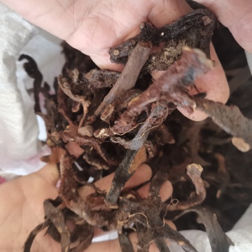 骨碎补