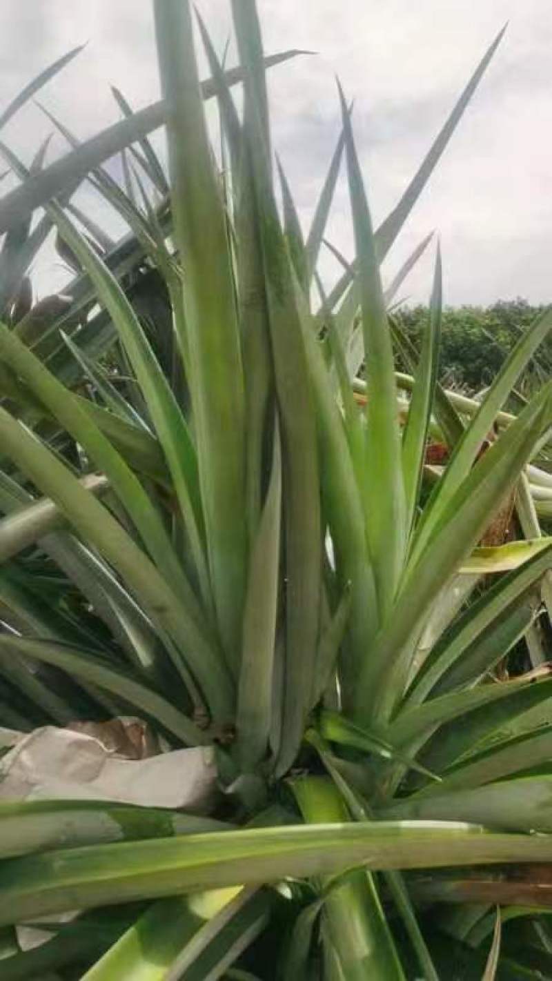 海南16号甜蜜蜜凤梨苗