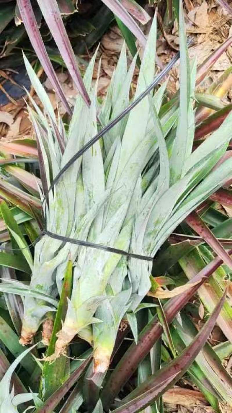 海南16号甜蜜蜜凤梨苗