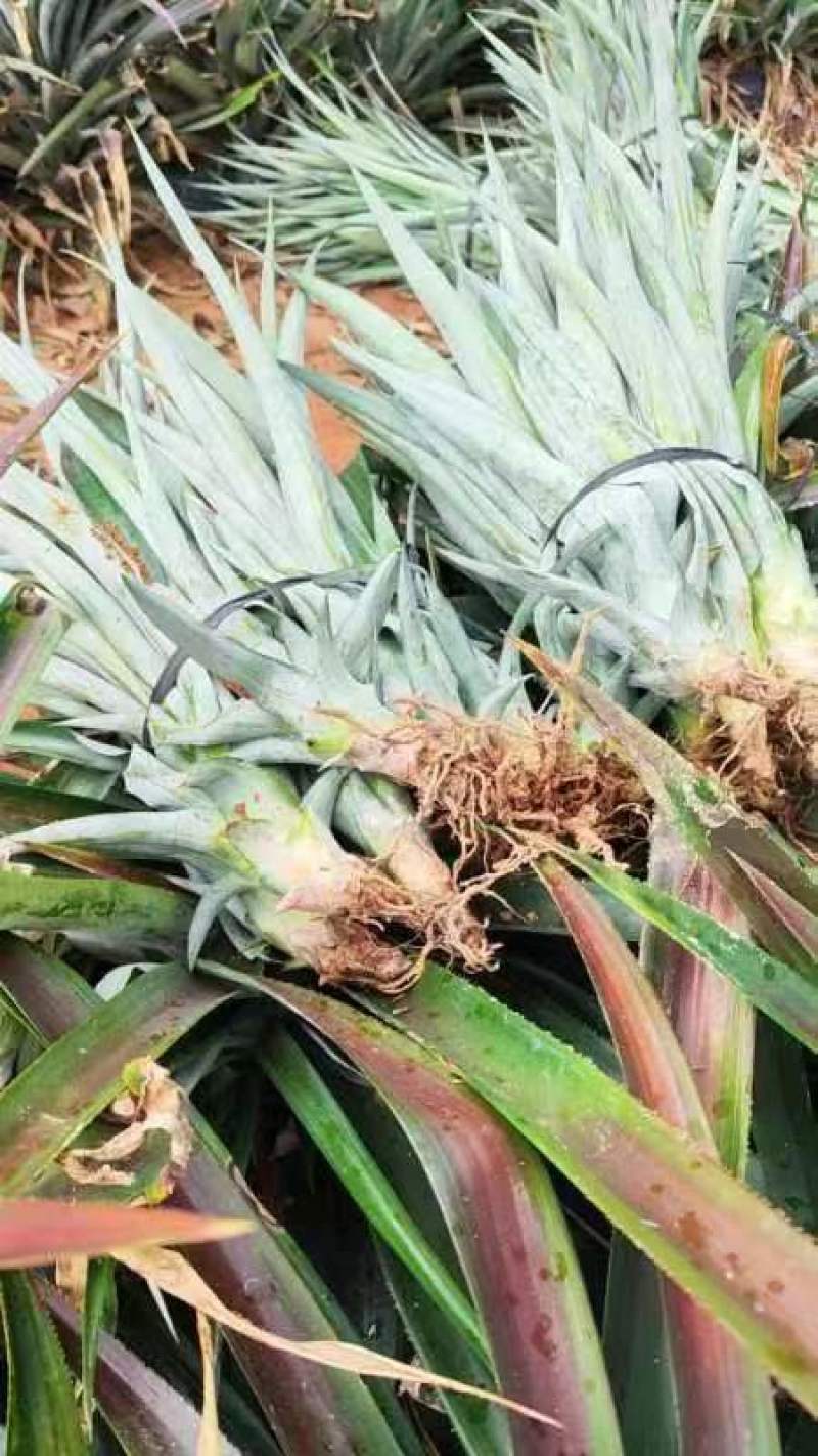 海南16号甜蜜蜜凤梨苗