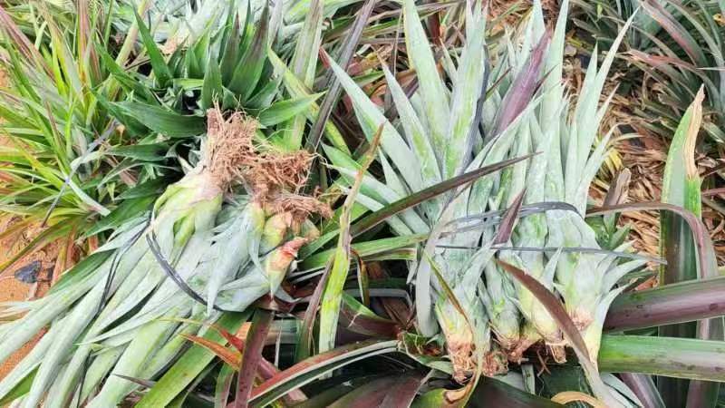 海南16号甜蜜蜜凤梨苗