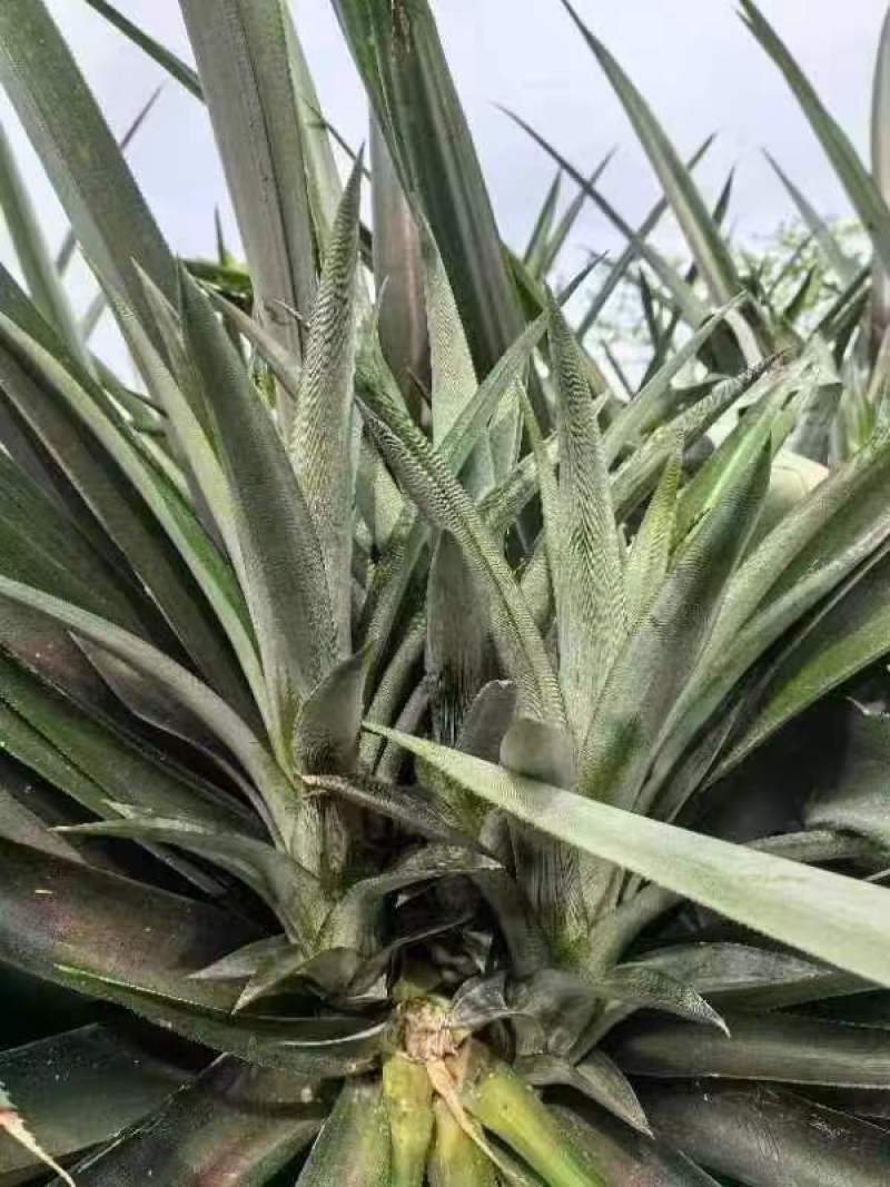 海南16号甜蜜蜜凤梨苗