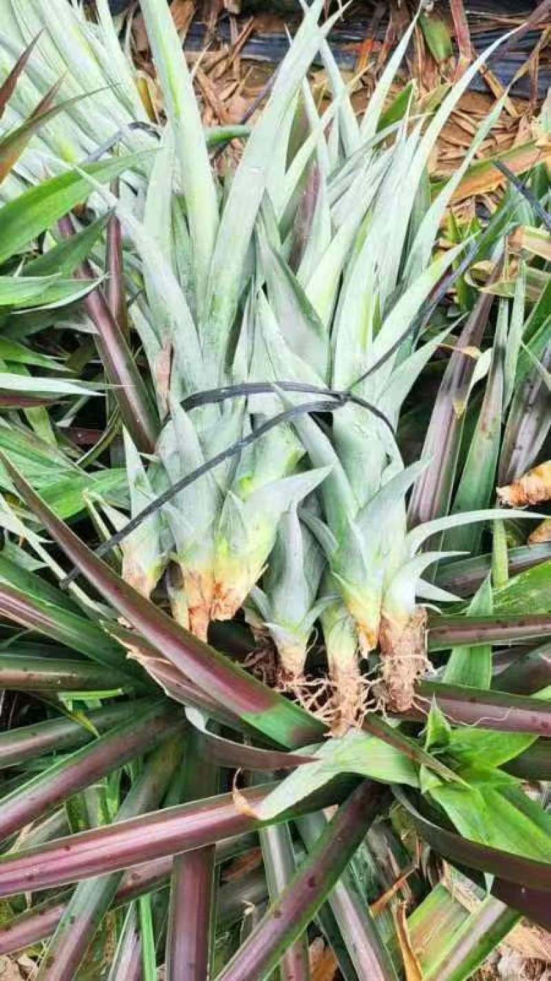 海南16号甜蜜蜜凤梨苗
