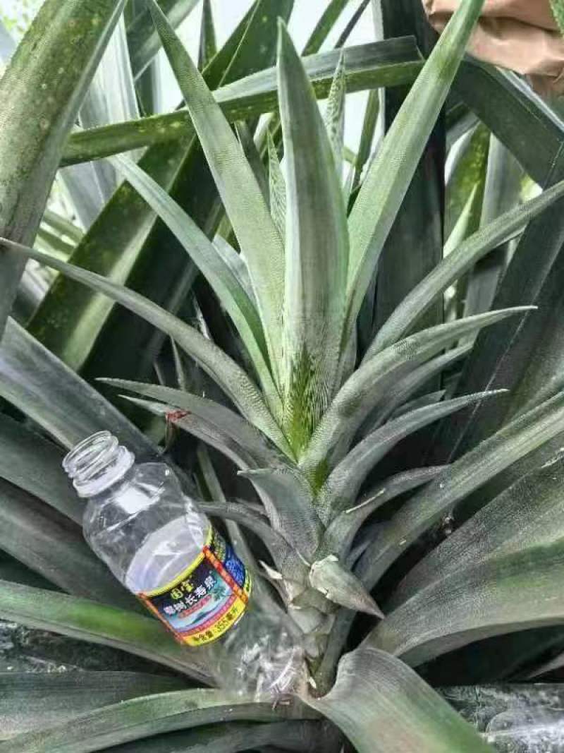海南16号甜蜜蜜凤梨苗