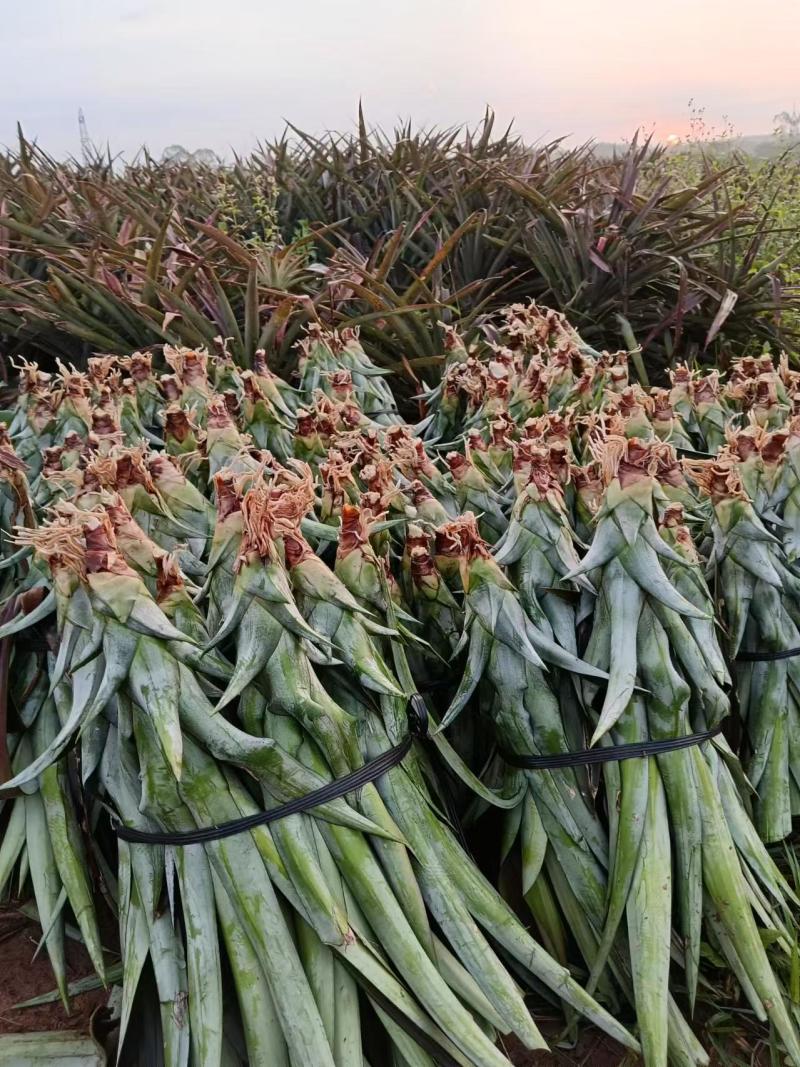 海南16号甜蜜蜜凤梨苗
