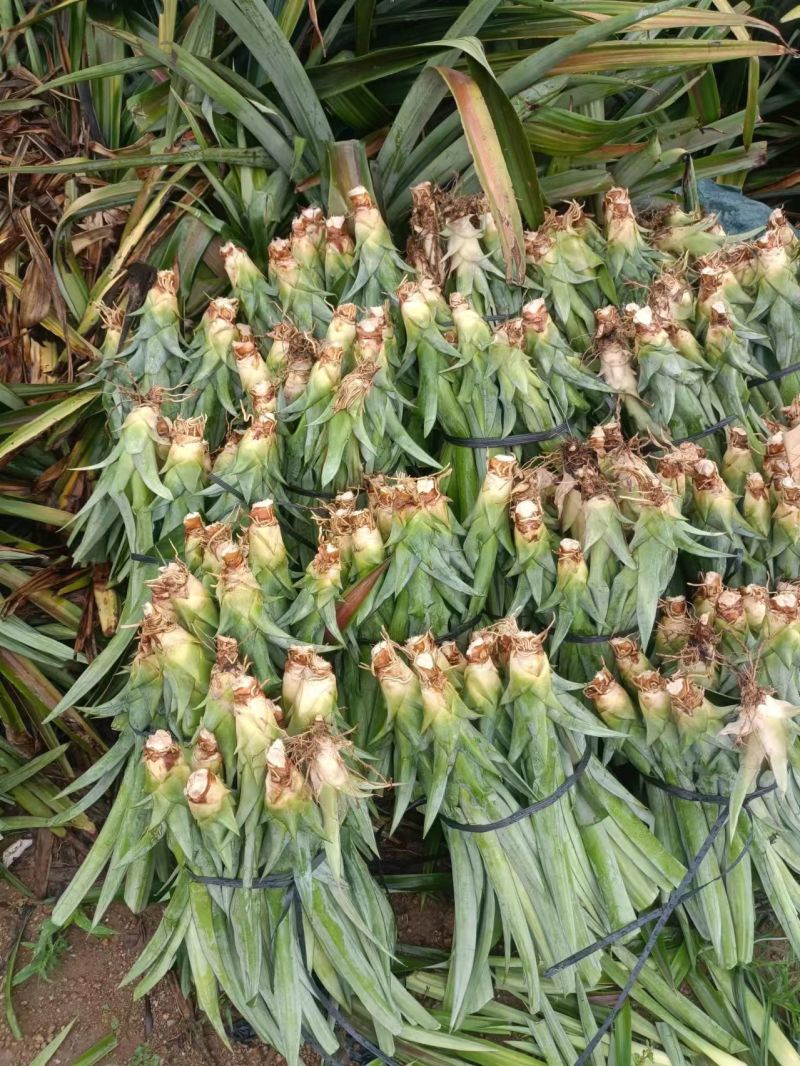 海南16号甜蜜蜜凤梨苗