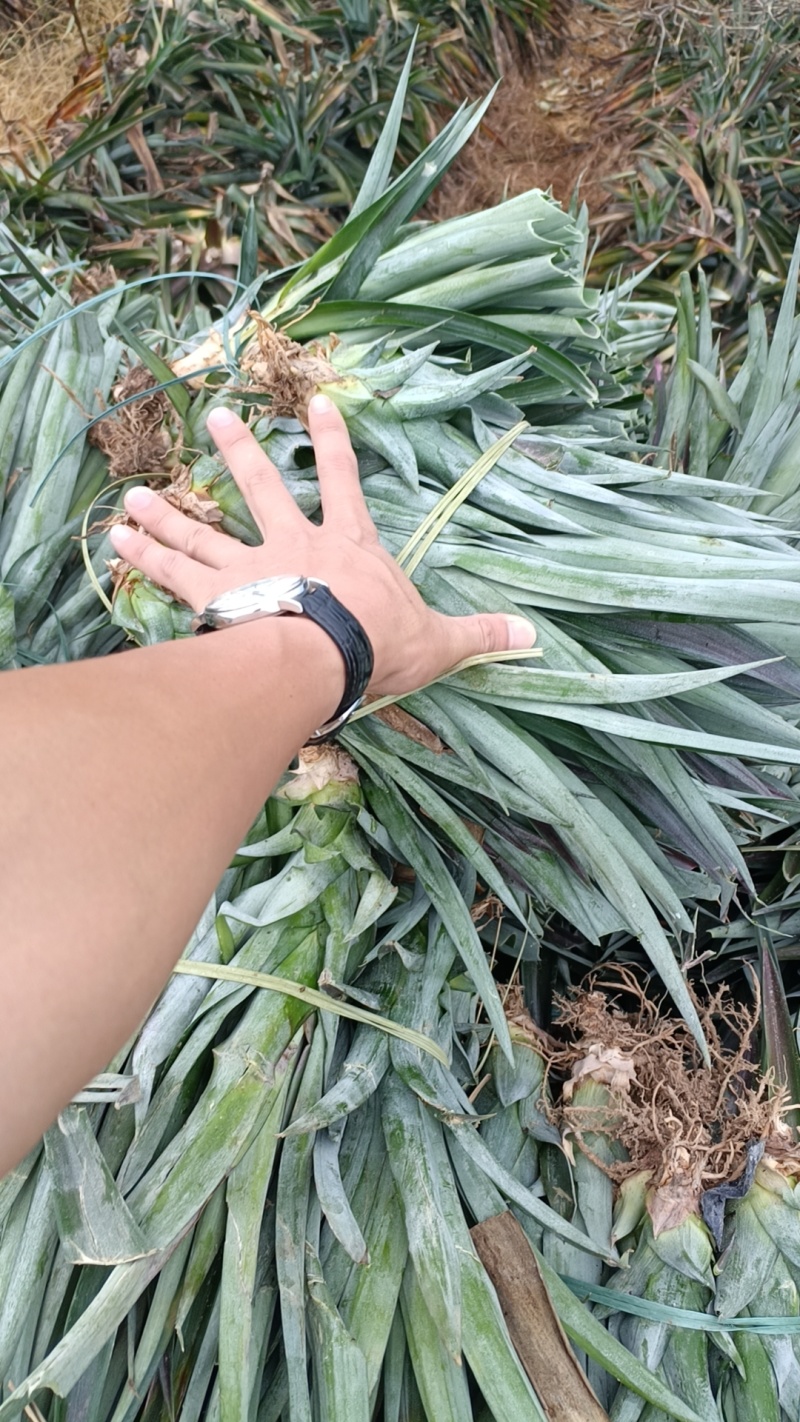 海南16号甜蜜蜜凤梨苗