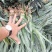 海南16号甜蜜蜜凤梨苗
