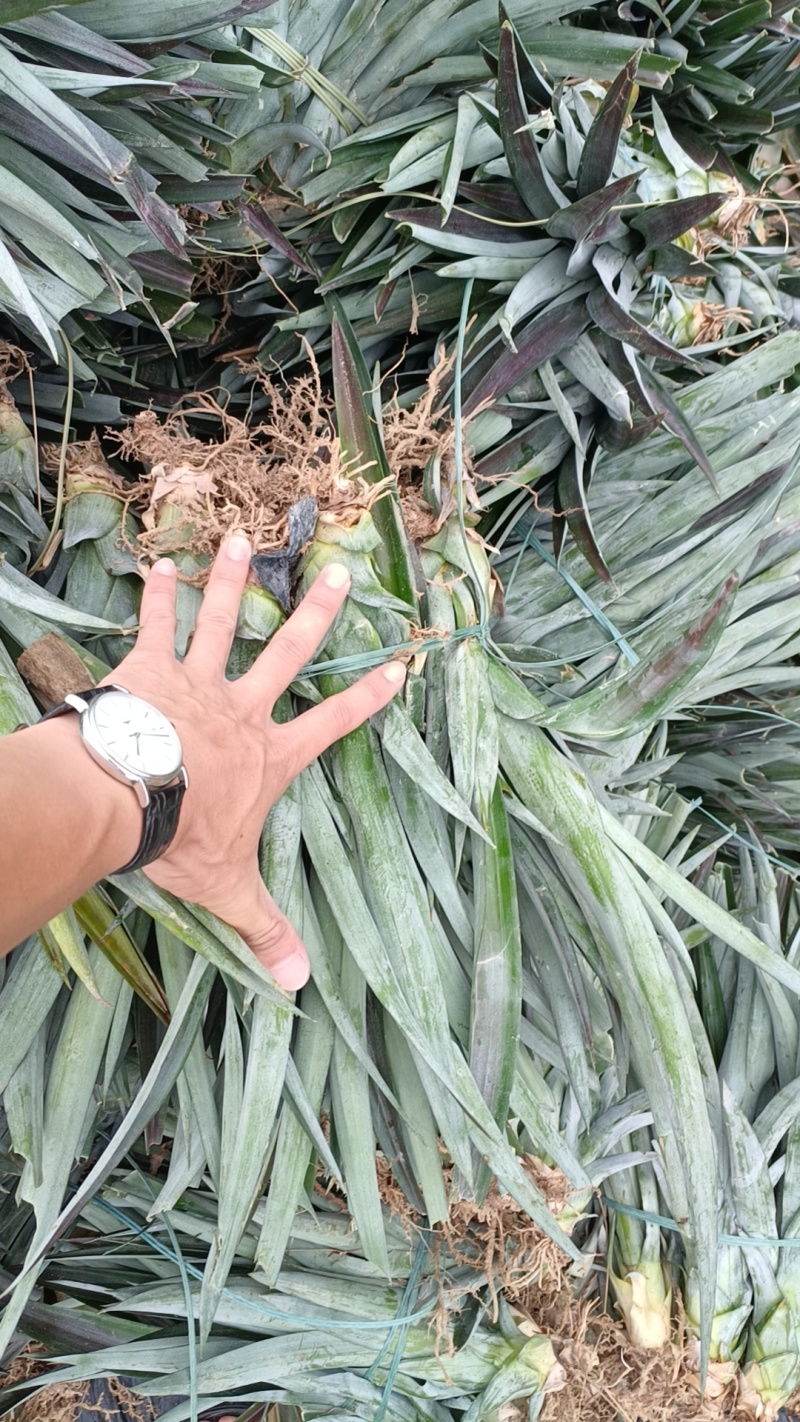 海南16号甜蜜蜜凤梨苗