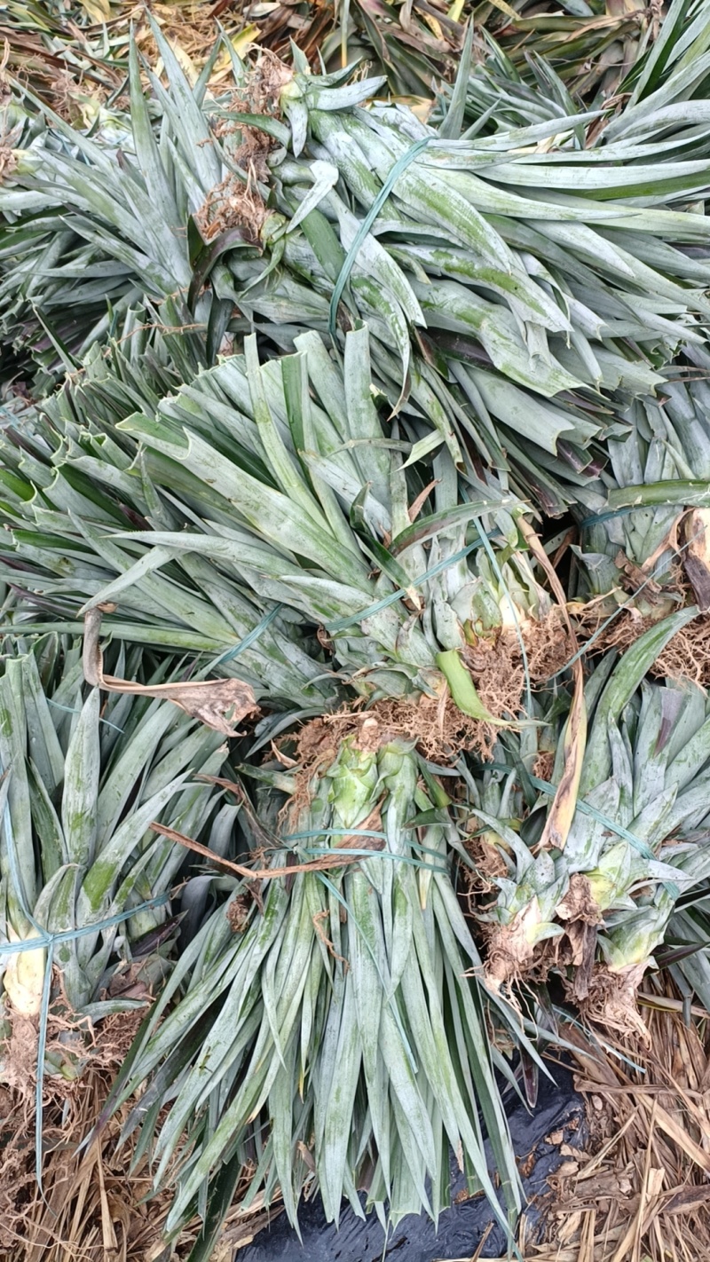 海南16号甜蜜蜜凤梨苗