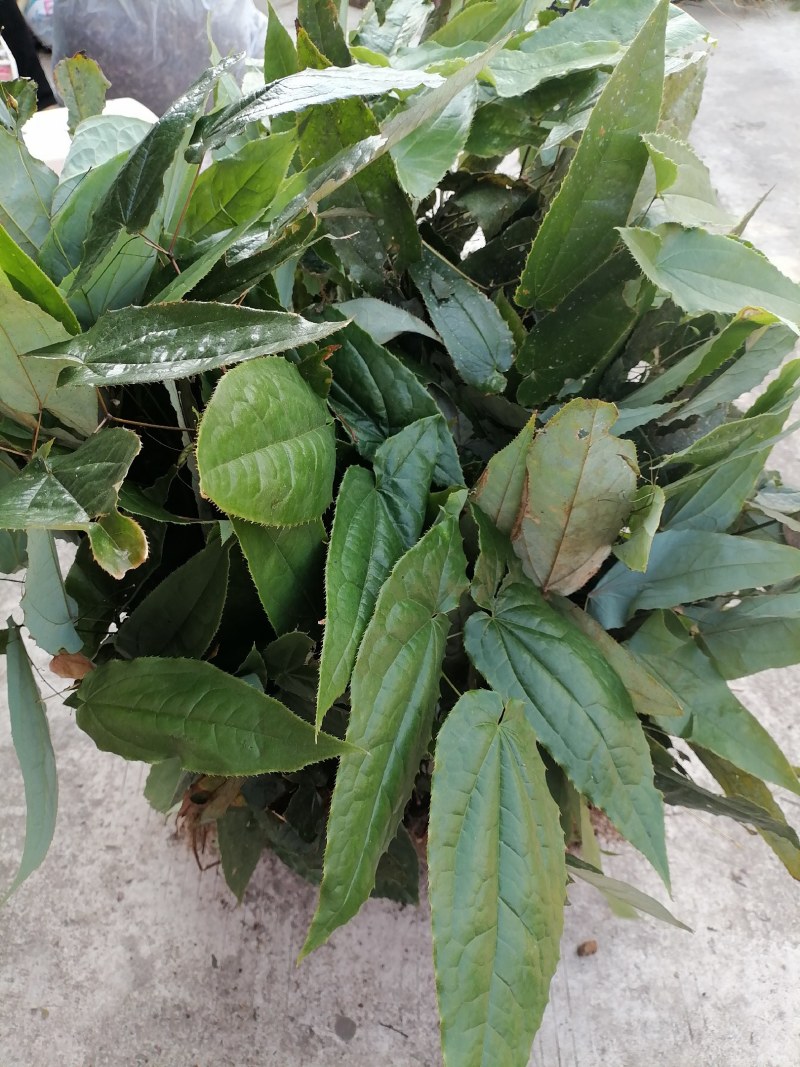 淫羊藿野生山货整棵晒干！