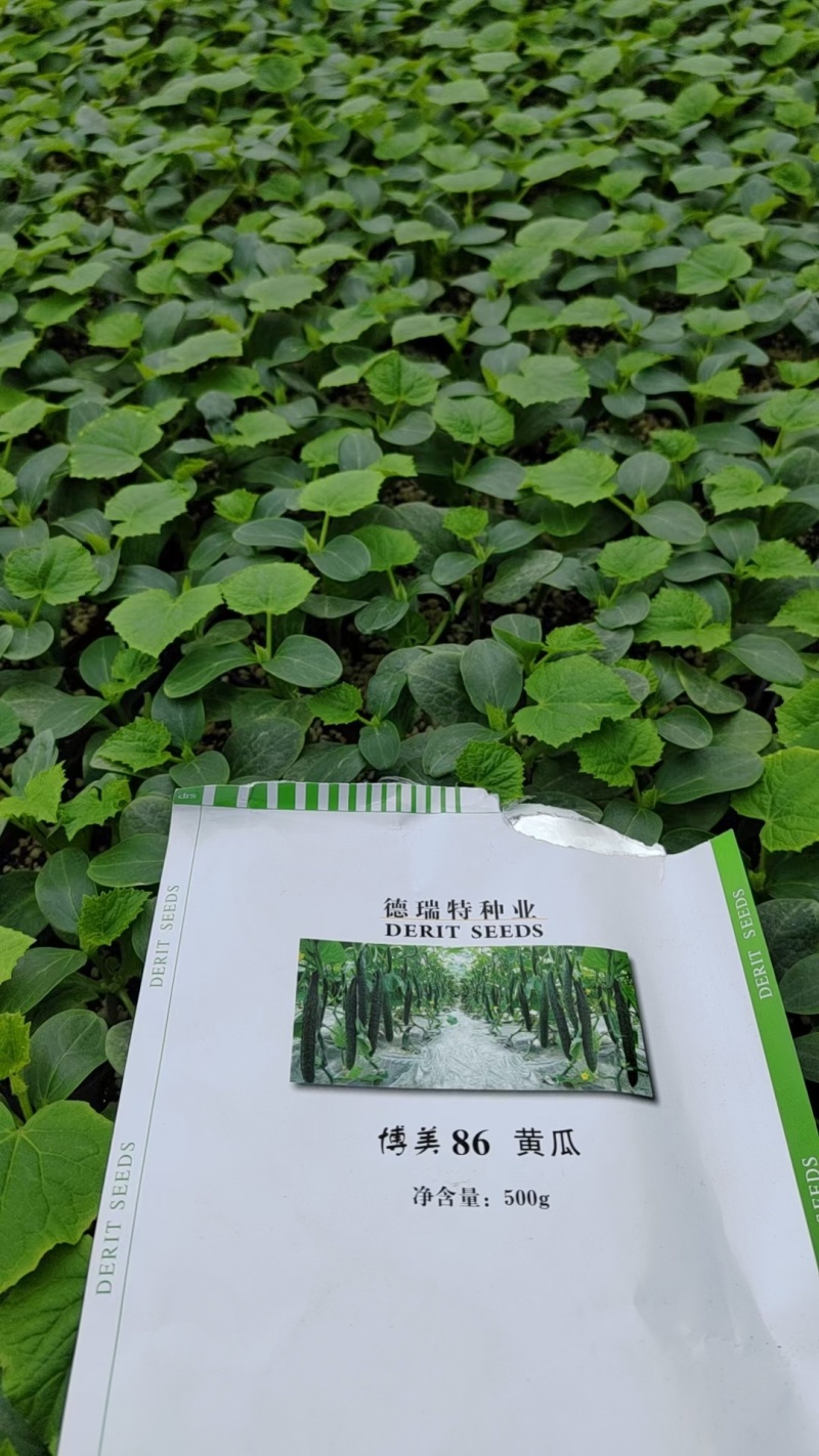 德瑞特黄瓜苗嫁接黄瓜苗，基地直发，抗高温，提供技术支持