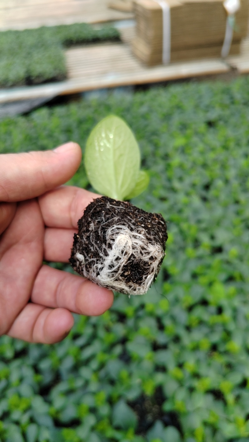 德瑞特黄瓜苗嫁接黄瓜苗，基地直发，抗高温，提供技术支持