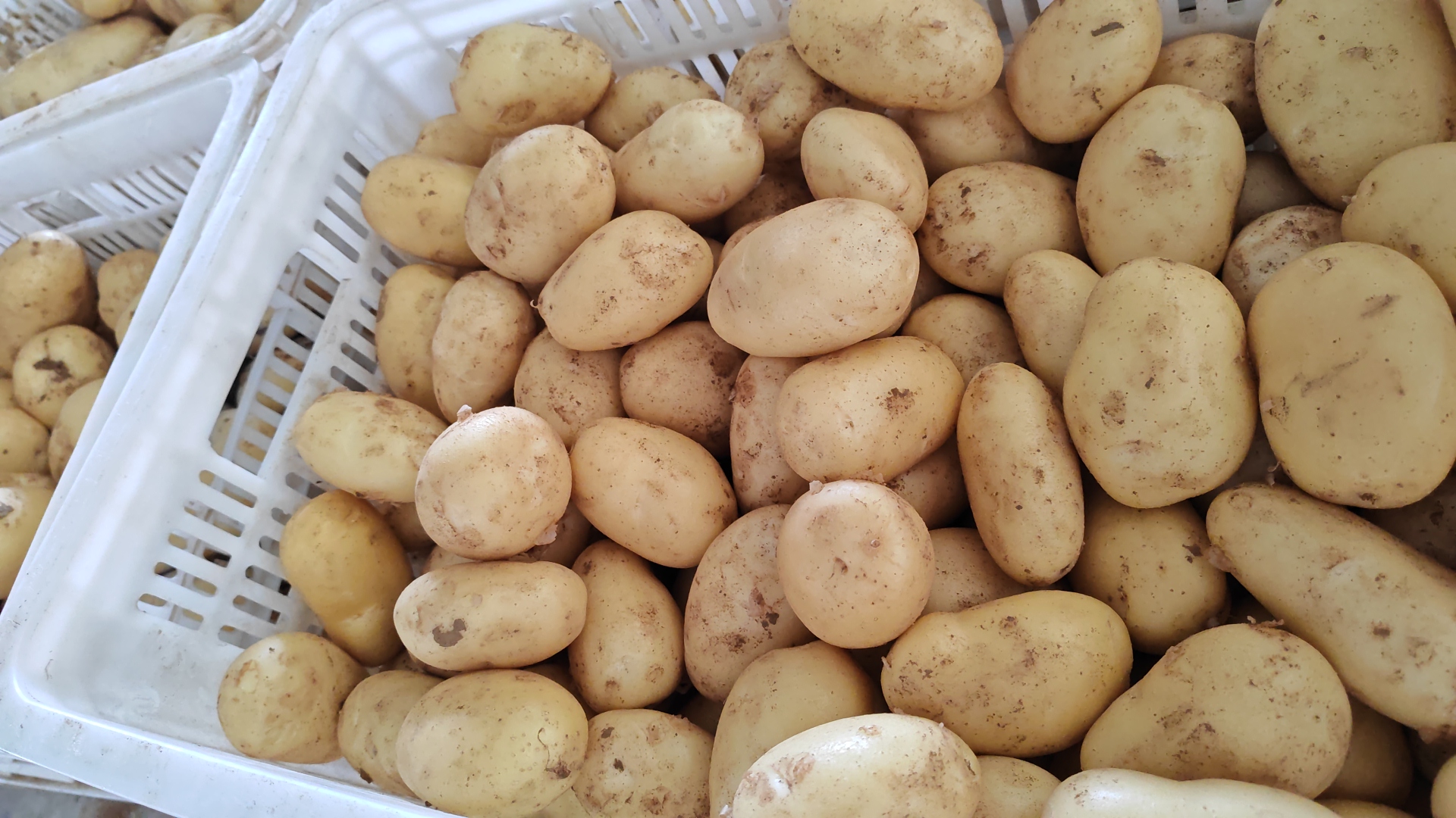 狼牙土豆成品展示