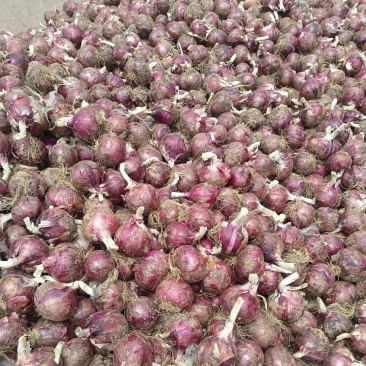 洋葱紫皮美味水果洋葱大量供应质优价廉欢迎各位客商选购