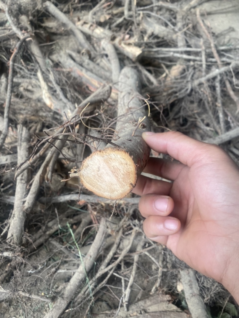 柳树根
