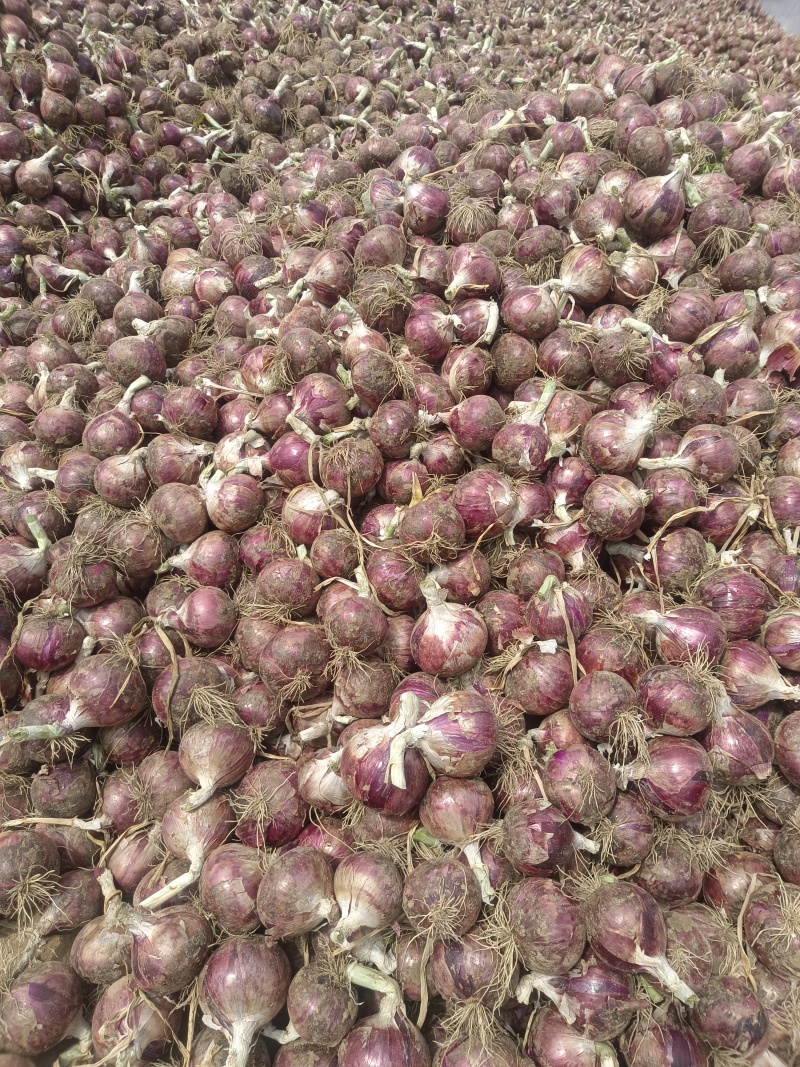 洋葱紫皮美味水果洋葱大量供应质优价廉欢迎各位客商选购